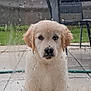 Alone participe au concours pour gagner de l'argent avec cette photo : puppy, dog, golden_retriever, rain, window, water_droplets, glass, outdoor, patio, fence, grass, chair, waiting, cute, pet, animal, sad, young, fur, expression