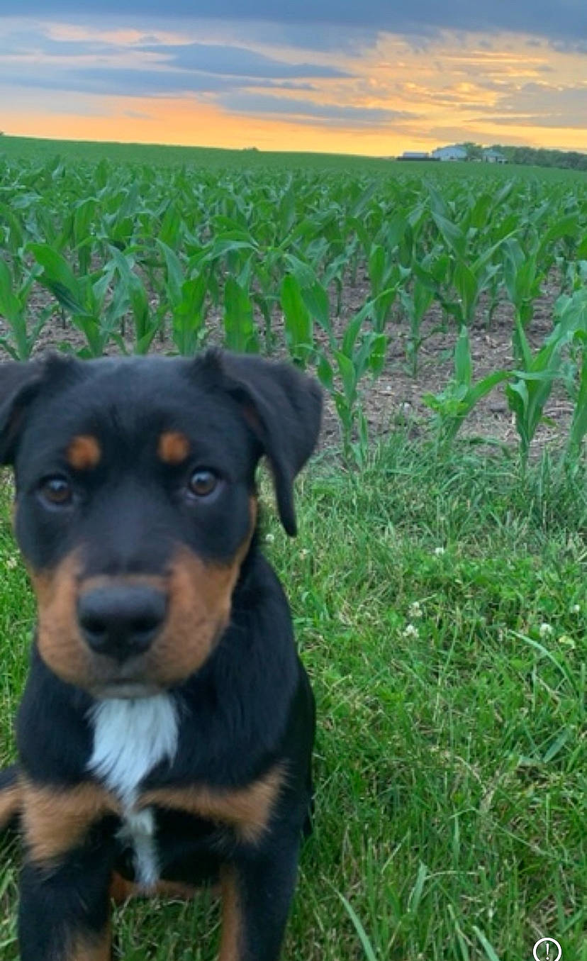 Stella joined the competition — help win amazing prizes! agriculture, carnivore, cloud, companion_dog, dog, dog_breed, field, grass, grassland, horizon, landscape, pasture, plant, prairie, rottweiler, sky, sporting_group, terrestrial_animal, working_animal, working_dog