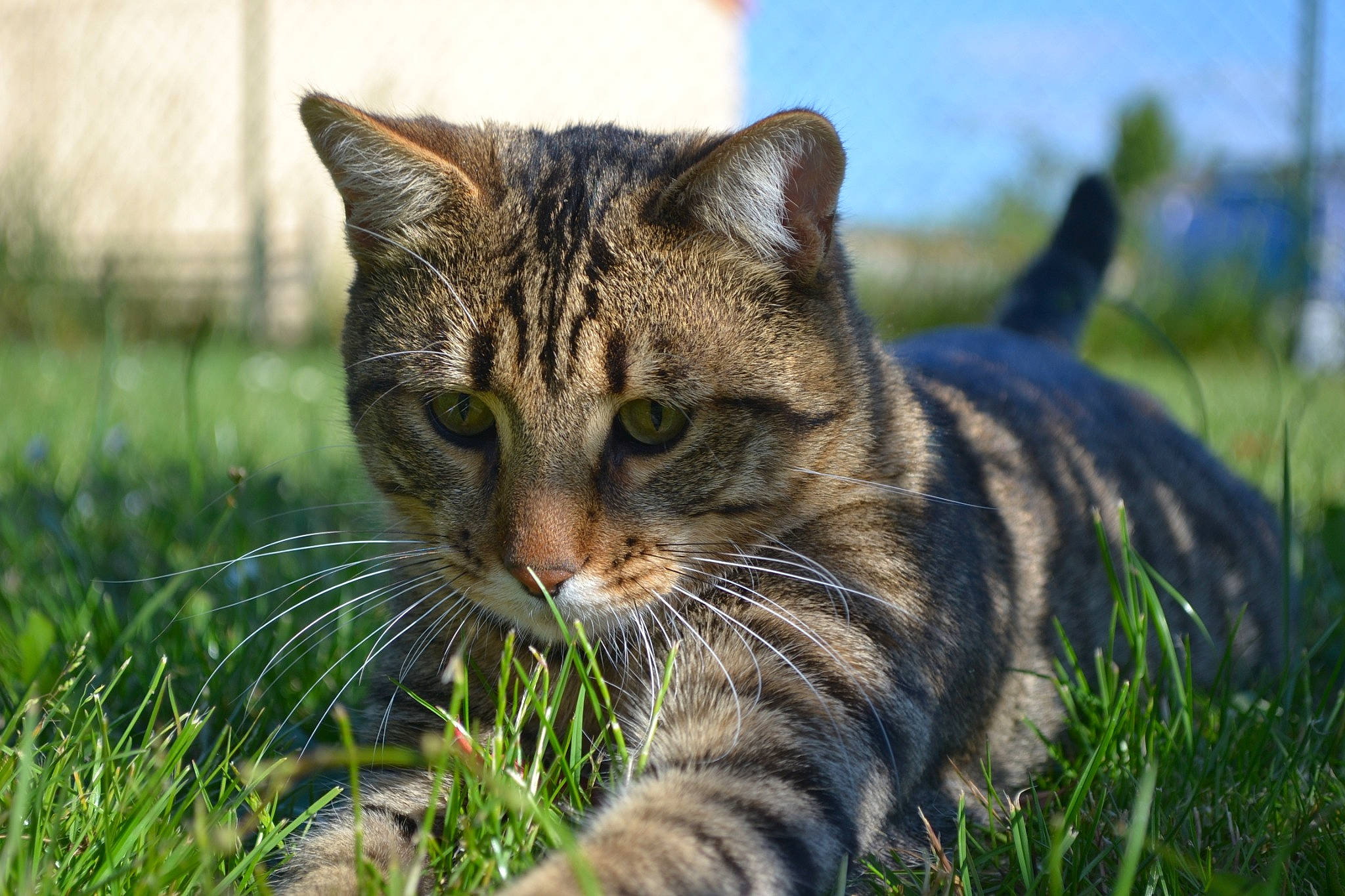 Pumbaa participe au concours pour gagner de l'argent avec cette photo : bobcat, carnivore, cat, domestic_short_haired_cat, eye, fawn, felidae, fur, grass, head, lynx, plant, sitting, sky, small_to_medium_sized_cats, snout, terrestrial_animal, tree, whiskers, wildlife