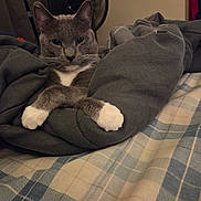 Smokie joined the competition — help win amazing prizes! animal, bed, blanket, cat, cozy, crossed_paws, cute, domestic, fan, feline, fur, gray_cat, home, indoor, pet, plaid_bedspread, relaxed, resting, whiskers, white_paws