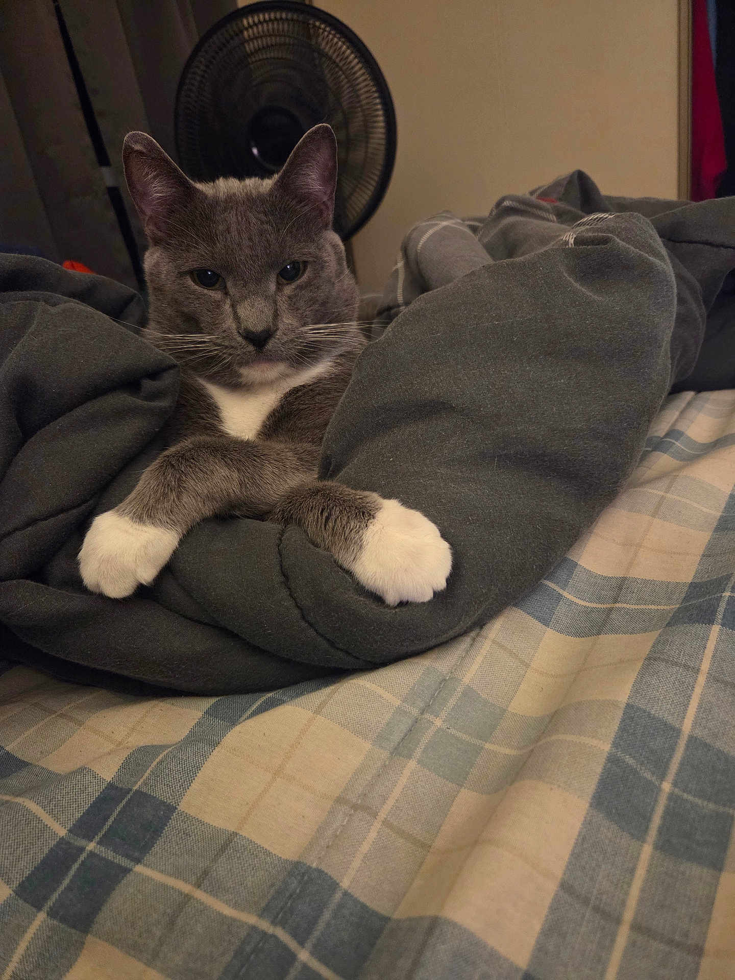 Smokie