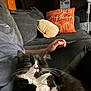 cat, black_and_white, sleeping, lap, person, couch, pillow, orange, pumpkin, beige, cozy, indoor, relaxing, feline, whiskers, fur, resting, home, hand, furniture