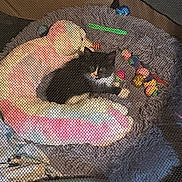 Loretta joined the competition — help win amazing prizes! kitten, cat, stuffed_animal, toy, plush, bed, pet_bed, mesh_screen, indoor, cozy, colorful, black_and_white, small_animal, feline, resting, cute, soft, comfort, play, animal