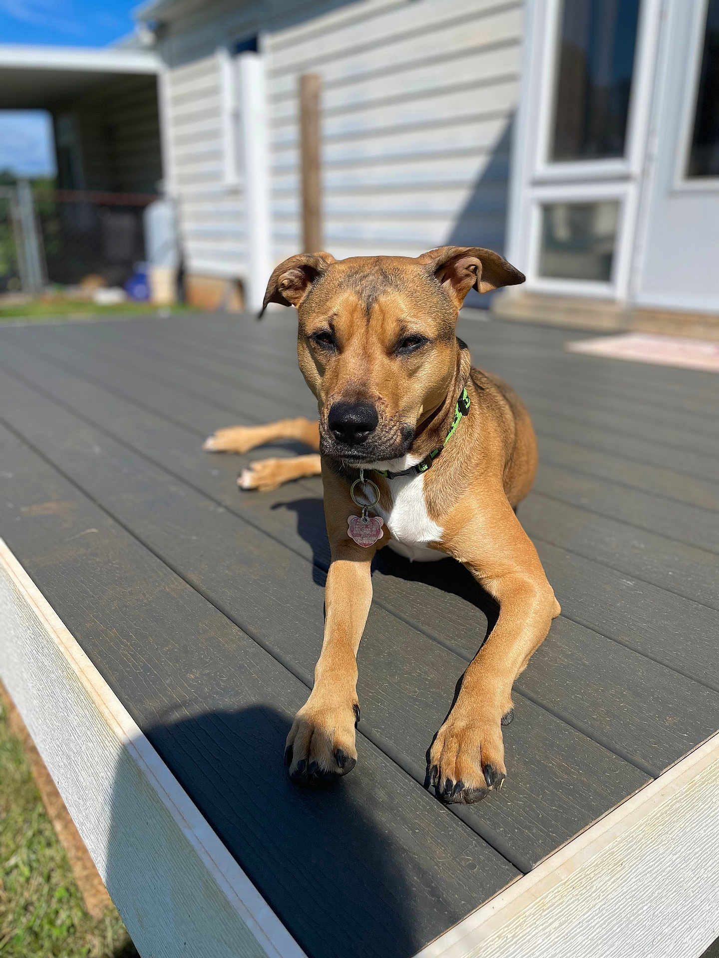 Dolly joined the competition — help win amazing prizes! dog, outdoor, deck, sunlight, collar, pet, animal, brown, relaxed, wood, house, yard, daytime, canine, lying_down, fence, shadow, close_up, ears, snout