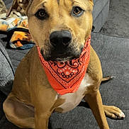 Dolly joined the competition — help win amazing prizes! dog, bandana, orange, pet, indoor, couch, gray, fur, ears, expression, animal, sitting, cute, portrait, looking, paw, household, companion, friendly, canine