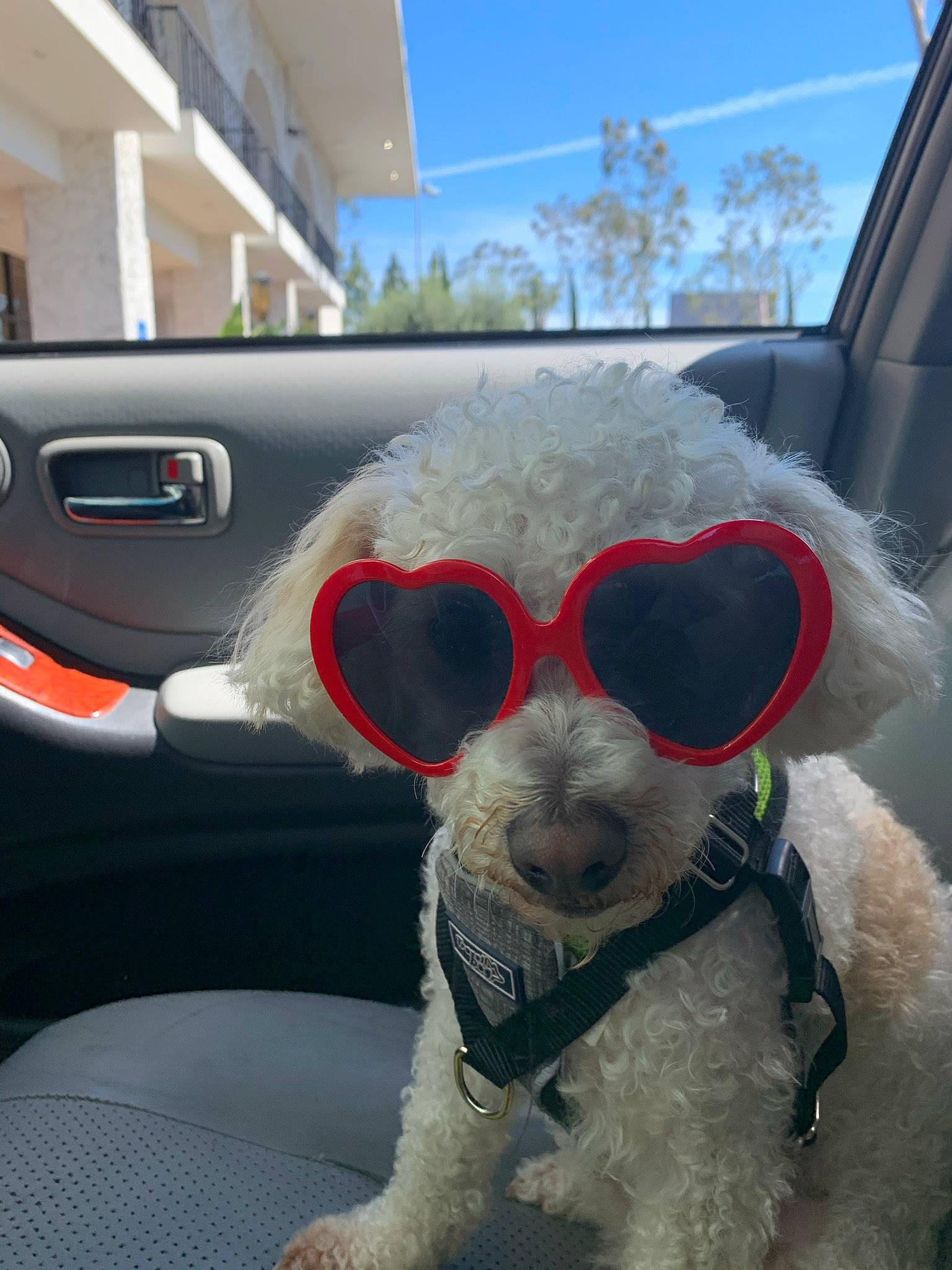 Boo-bear joined the competition — help win amazing prizes! automotive_exterior, automotive_mirror, car, carnivore, companion_dog, dog, dog_breed, eyewear, fawn, glasses, goggles, hood, motor_vehicle, sky, snout, stuffed_toy, sunglasses, vehicle_door, vision_care, working_animal