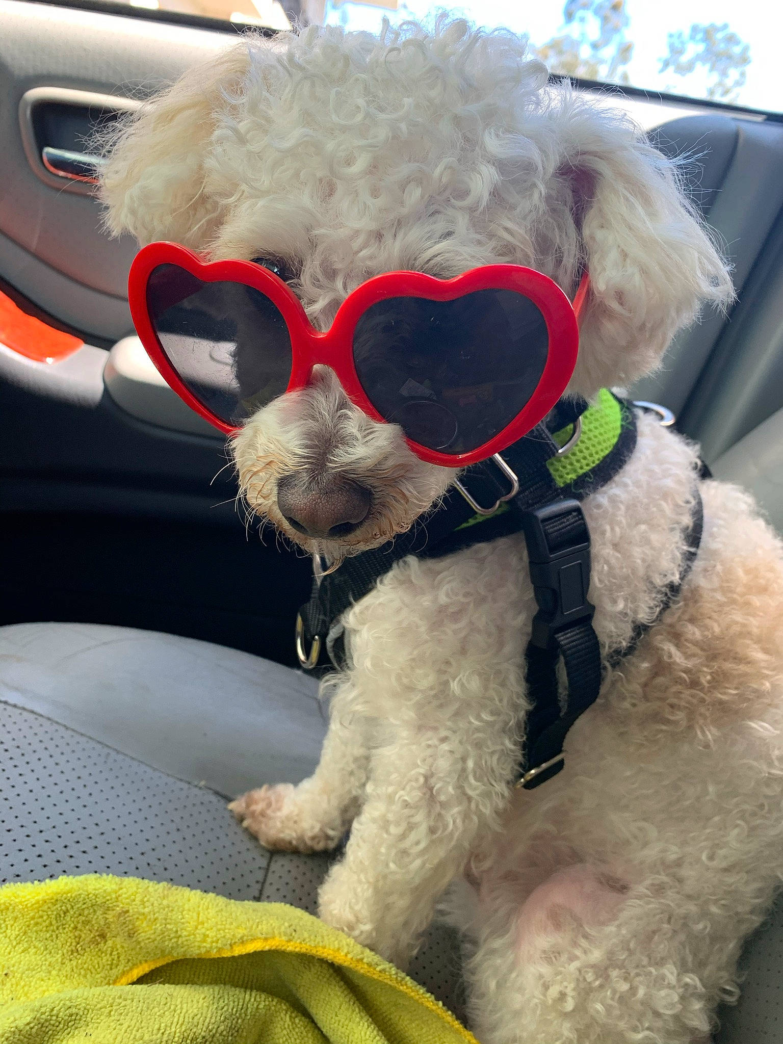 Boo-bear joined the competition — help win amazing prizes! car, carnivore, collar, companion_dog, dog, dog_breed, dog_collar, eyewear, fawn, glasses, goggles, head, motor_vehicle, snout, stuffed_toy, sunglasses, toy, vehicle, vision_care, white