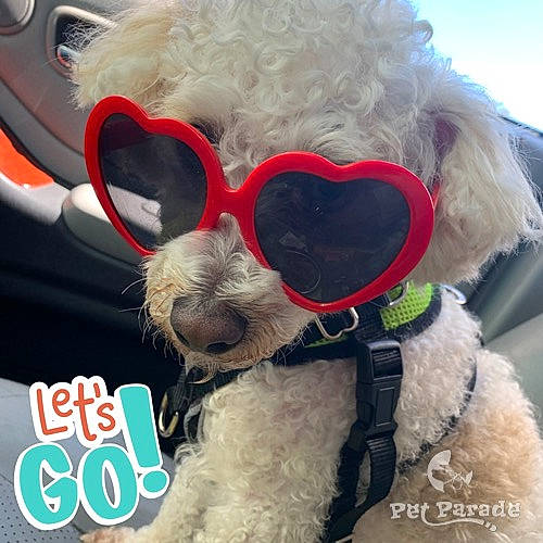 Boo-bear is registered to the contest to win money with this photo: carnivore, collar, companion_dog, cool, dog, dog_breed, dog_collar, dog_supply, eyewear, glasses, goggles, happy, mammal, pet_supply, poodle, snout, sunglasses, vision_care, white, working_animal