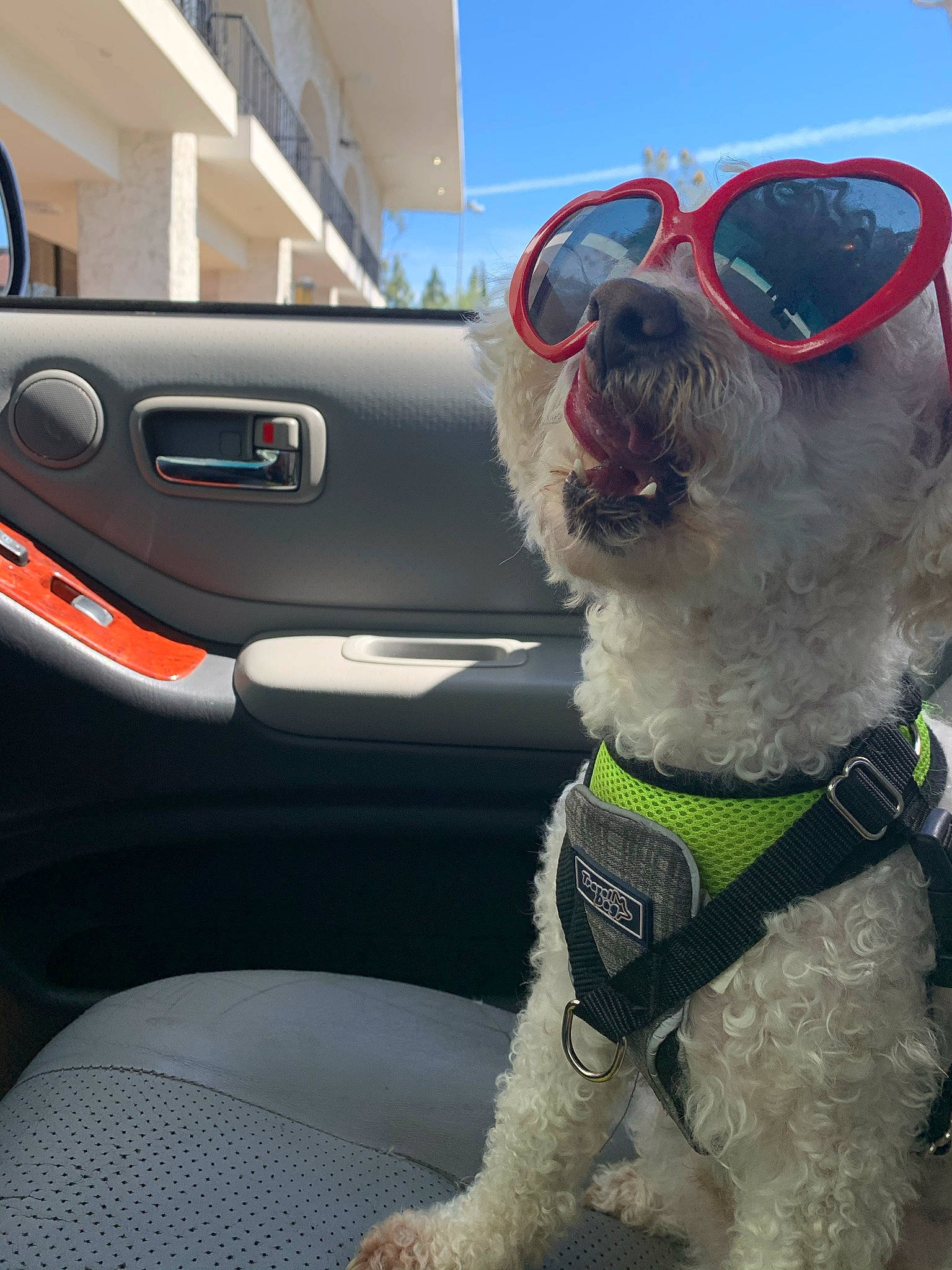 Boo-bear is registered to the contest to win money with this photo: car, car_seat_cover, carnivore, collar, companion_dog, dog, dog_breed, dog_collar, eyewear, glasses, goggles, leash, motor_vehicle, personal_luxury_car, sky, snout, sunglasses, vehicle, vehicle_door, vision_care