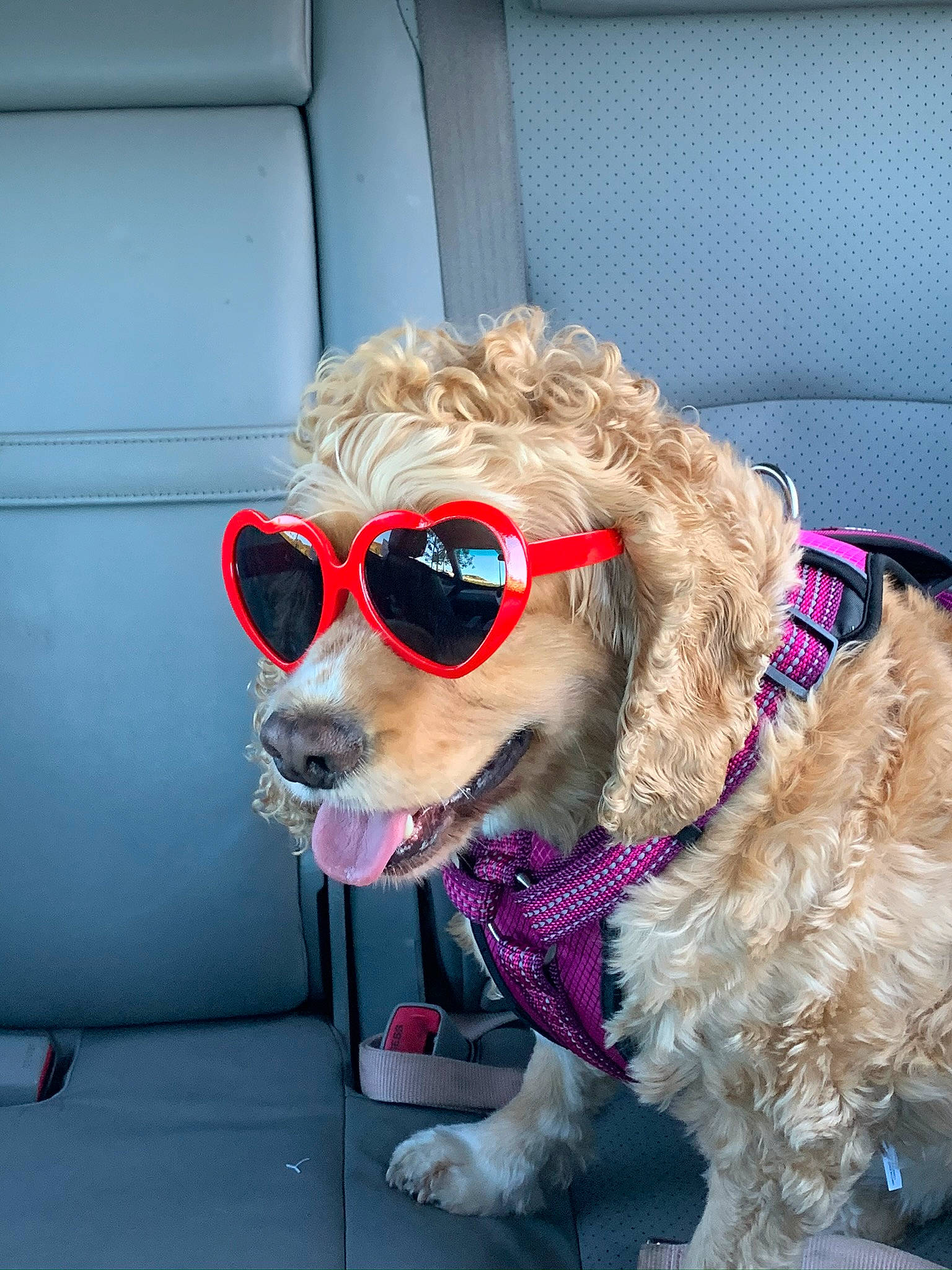 Nalla is registered to the contest to win money with this photo: carnivore, collar, companion_dog, dog, dog_breed, dog_collar, dog_supply, eyewear, fawn, glasses, goggles, leash, mammal, personal_protective_equipment, pet_supply, snout, street_fashion, sunglasses, vision_care, working_animal