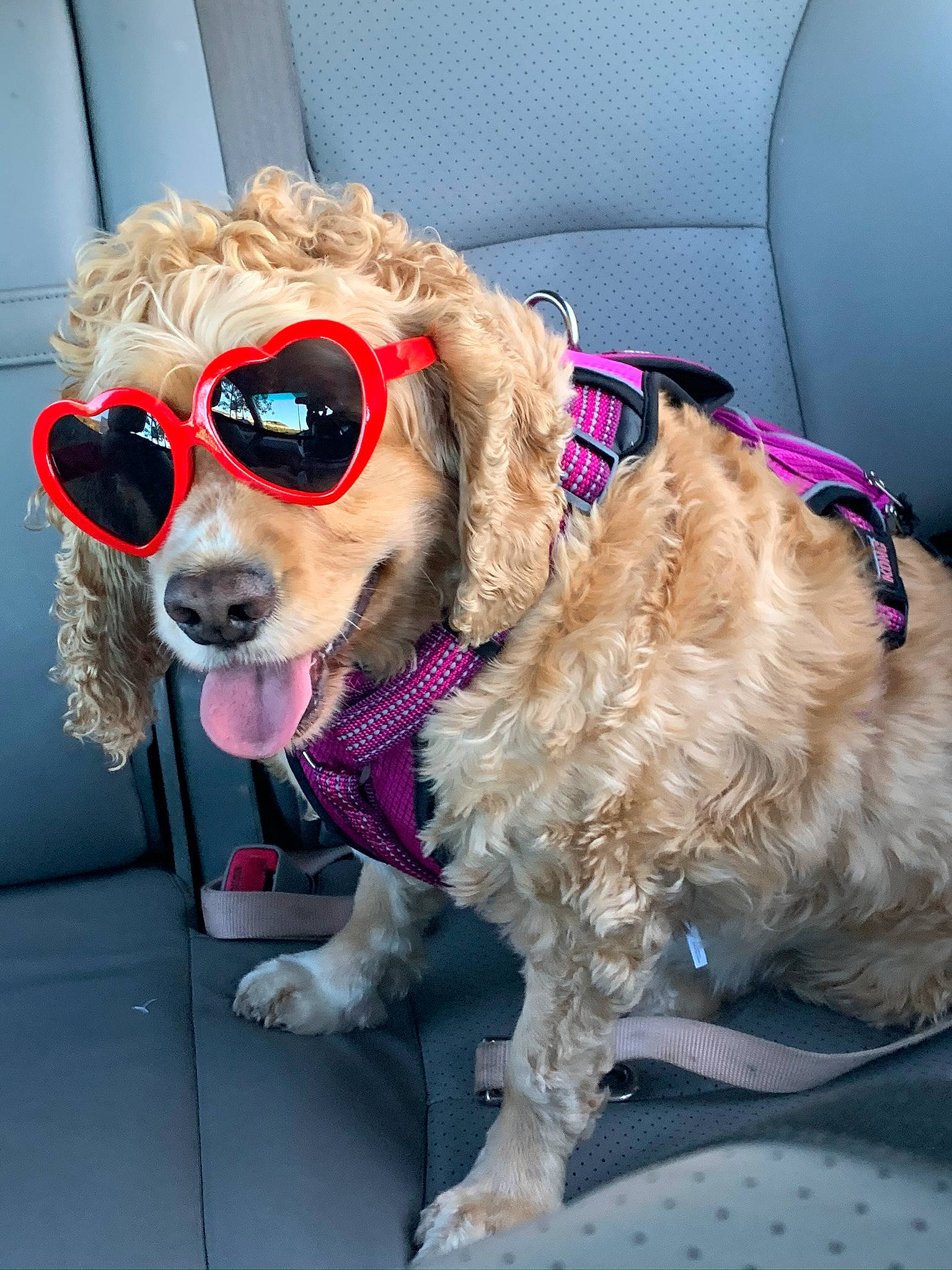 Nalla joined the competition — help win amazing prizes! carnivore, collar, companion_dog, dog, dog_breed, dog_collar, dog_supply, eyewear, fawn, fur, glasses, goggles, leash, pet_supply, snout, sporting_group, sunglasses, vehicle_door, vision_care, working_animal