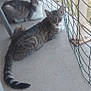 animal, balcony, cat, cats, curious, domestic_cat, ears, floor, grey_cat, outdoor, pet, plant, potted_plant, relaxed, resting, striped_cat, tail, two_animals, whiskers, wire_fence