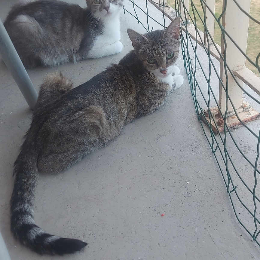 Kenza Et Océane a rejoint le concours — aidez-le/la à gagner de superbes lots ! animal, balcony, cat, cats, curious, domestic_cat, ears, floor, grey_cat, outdoor, pet, plant, potted_plant, relaxed, resting, striped_cat, tail, two_animals, whiskers, wire_fence