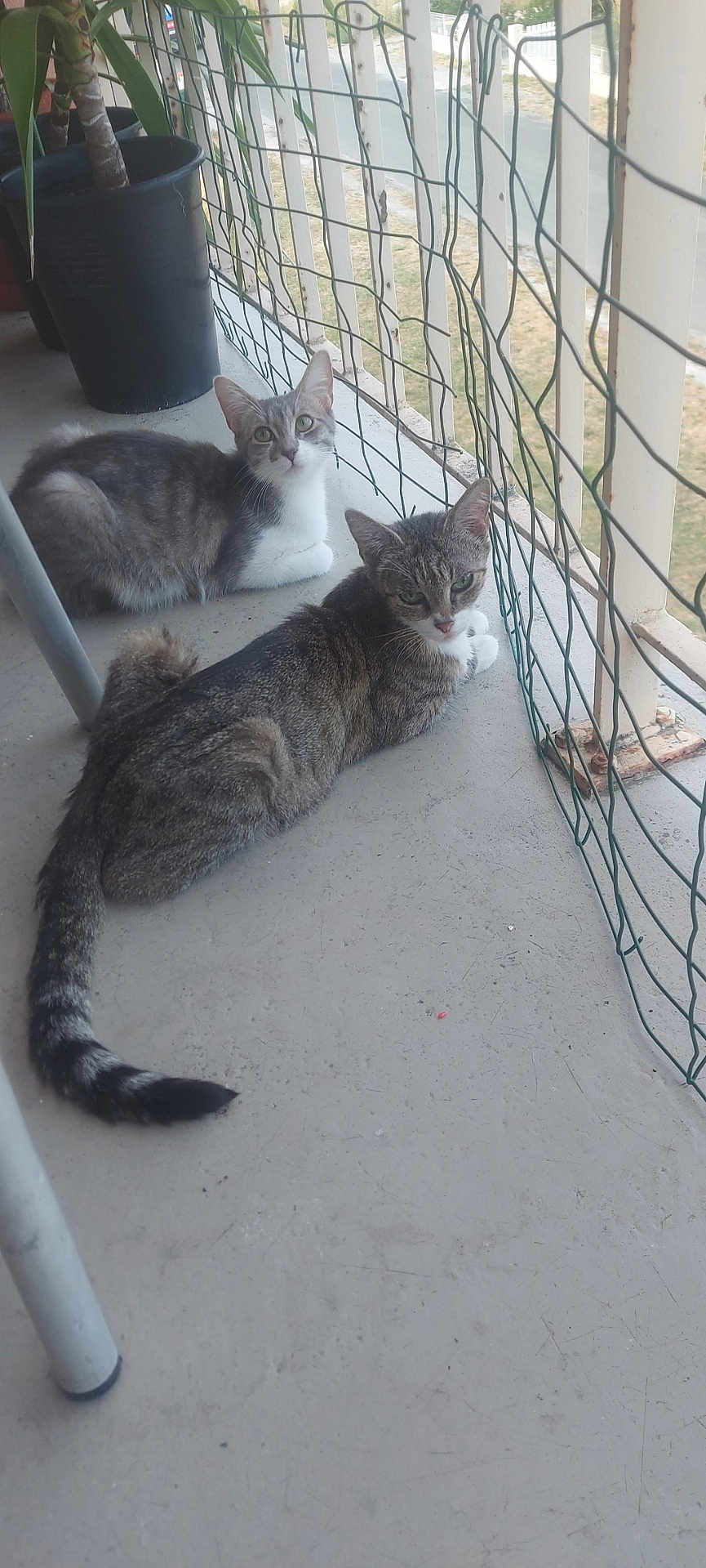 Kenza Et Océane a rejoint le concours — aidez-le/la à gagner de superbes lots ! animal, balcony, cat, cats, curious, domestic_cat, ears, floor, grey_cat, outdoor, pet, plant, potted_plant, relaxed, resting, striped_cat, tail, two_animals, whiskers, wire_fence