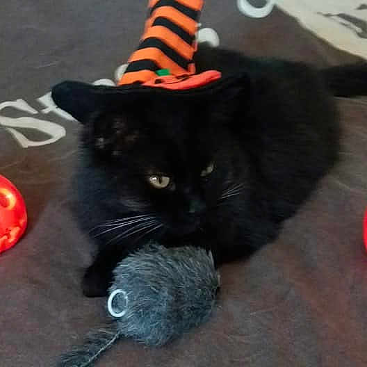 Neko participe au concours pour gagner de l'argent avec cette photo : black_cat, carnivoran, cat, cat_like_mammal, domestic_short_haired_cat, halloween, kitten, small_to_medium_sized_cats, vertebrate, whiskers