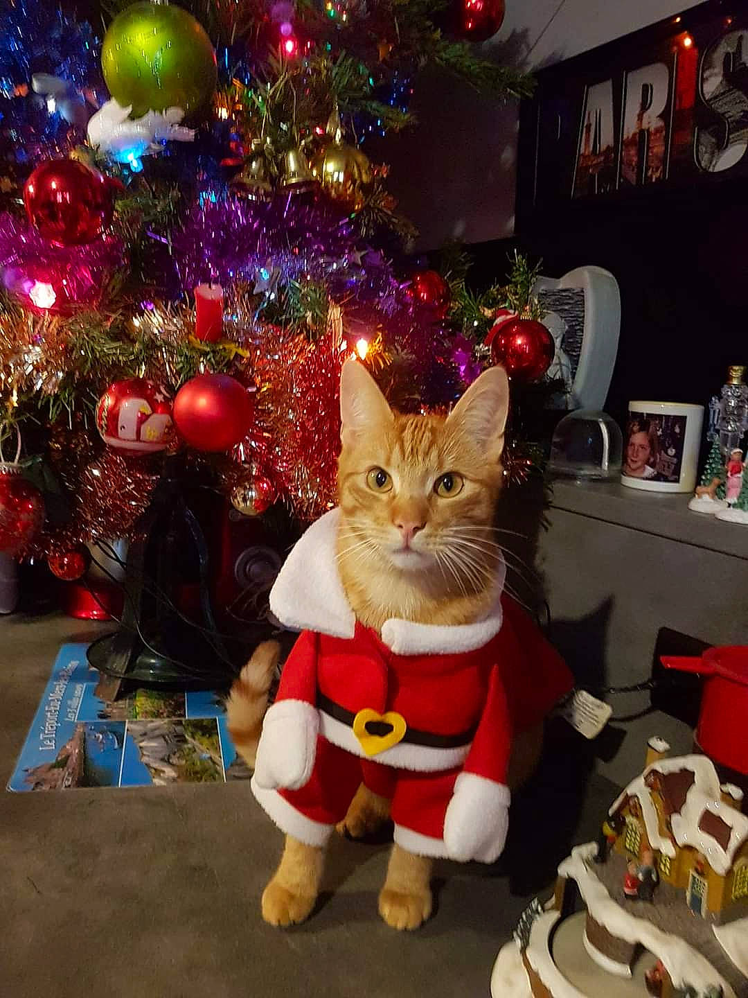 Filou a rejoint le concours — aidez-le/la à gagner de superbes lots ! carnivore, cat, christmas, christmas_decoration, christmas_eve, christmas_ornament, christmas_tree, event, fawn, felidae, holiday, holiday_ornament, ornament, picture_frame, plant, small_to_medium_sized_cats, tail, toy, tree, whiskers