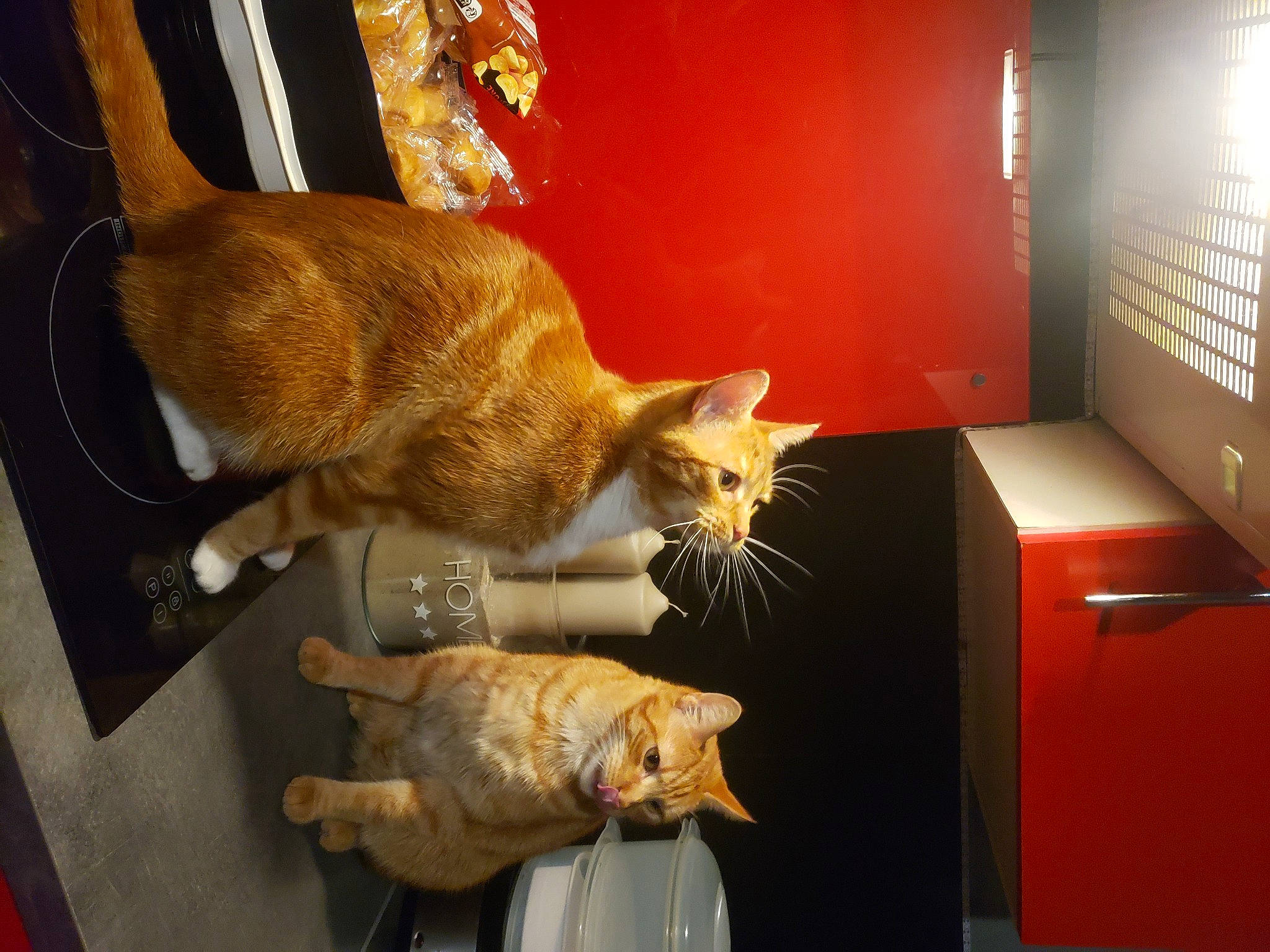 Filou participe au concours pour gagner de l'argent avec cette photo : carnivore, cat, claw, comfort, domestic_short_haired_cat, fawn, felidae, flooring, fur, orange, room, small_to_medium_sized_cats, sporting_group, tail, whiskers, wood