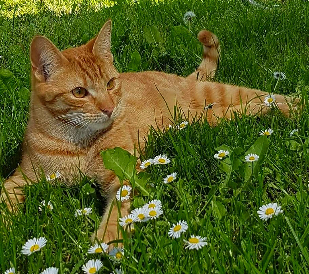 Filou participe au concours pour gagner de l'argent avec cette photo : camomile, carnivore, cat, domestic_short_haired_cat, fawn, felidae, flower, grass, grass_family, grassland, groundcover, lawn, meadow, people_in_nature, petal, plant, small_to_medium_sized_cats, snout, terrestrial_animal, whiskers