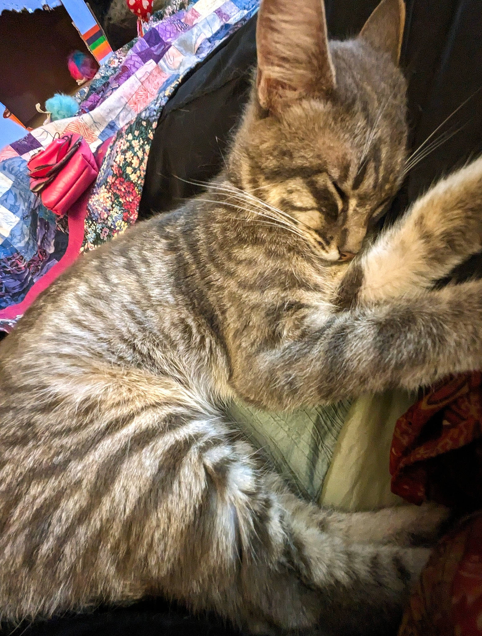 Tabias is registered to the contest to win money with this photo: carnivore, cat, claw, domestic_short_haired_cat, event, felidae, fur, nap, paw, small_to_medium_sized_cats, snout, tail, terrestrial_animal, whiskers, wildlife