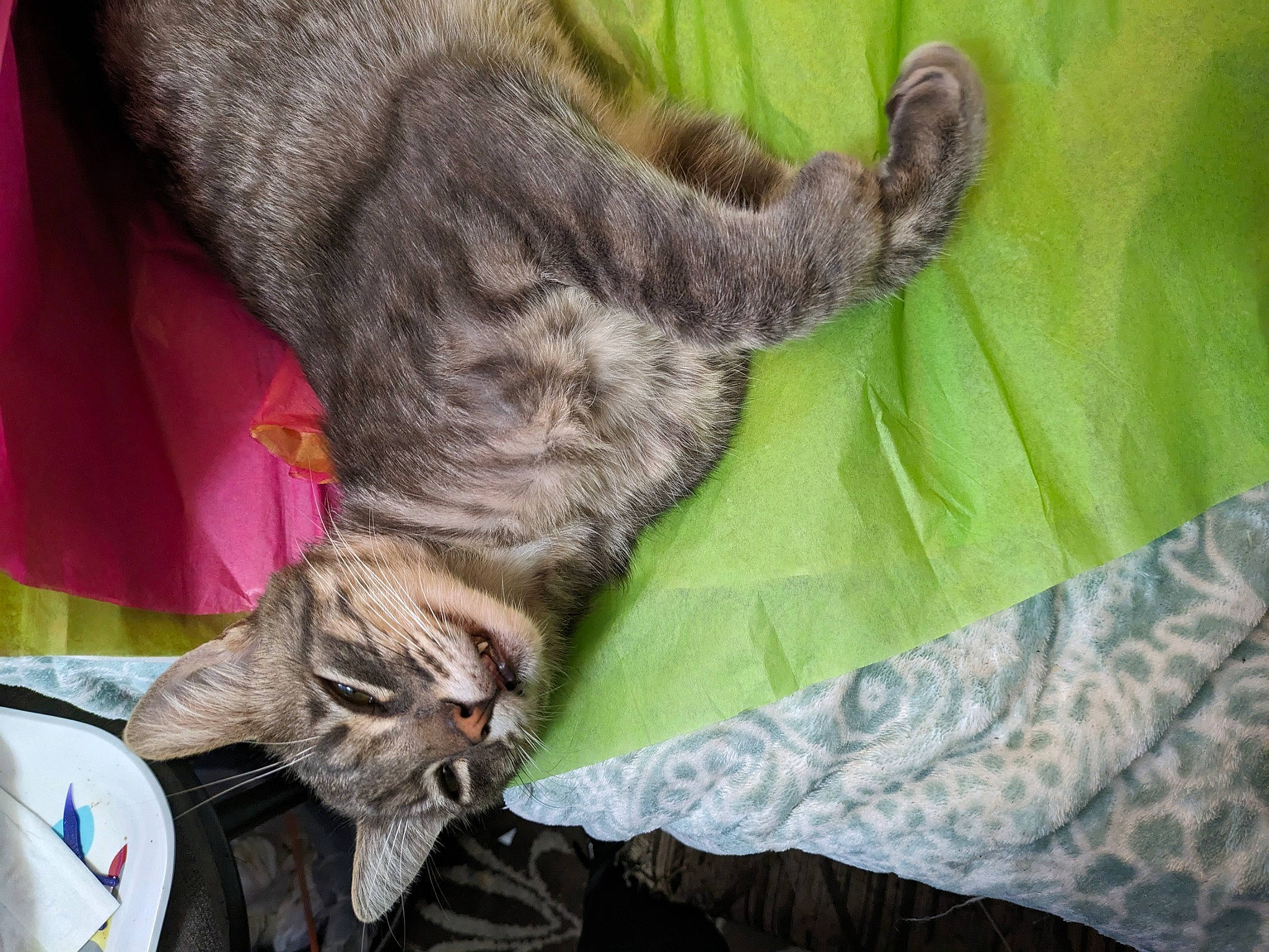 Tabias joined the competition — help win amazing prizes! carnivore, cat, claw, comfort, domestic_short_haired_cat, felidae, fur, grass, linens, nap, paw, small_to_medium_sized_cats, tail, terrestrial_animal, whiskers