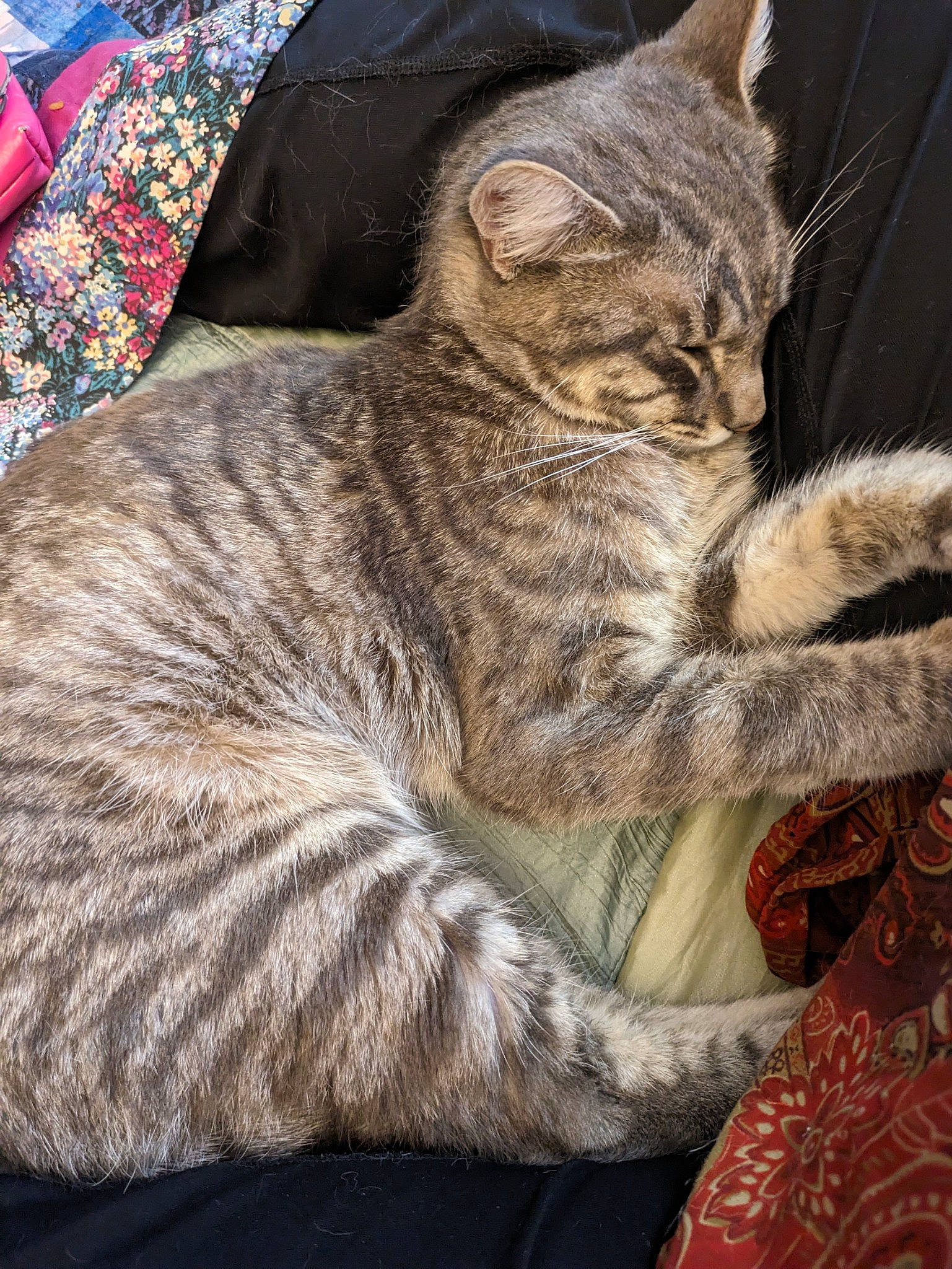 Tabias joined the competition — help win amazing prizes! carnivore, cat, claw, comfort, domestic_short_haired_cat, felidae, fur, grey, nap, paw, sitting, sleep, small_to_medium_sized_cats, snout, tail, terrestrial_animal, tree, whiskers, wildlife