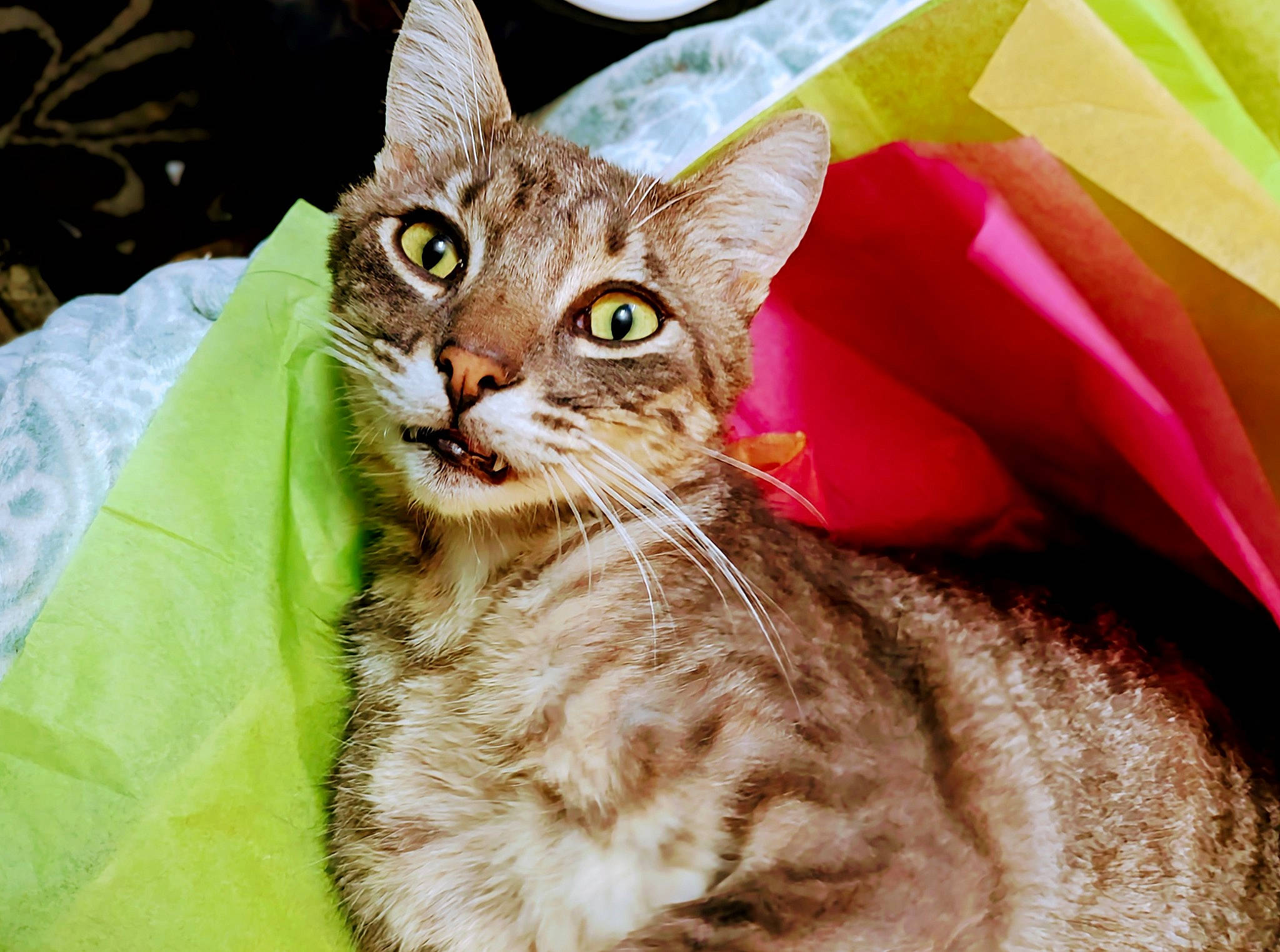 Tabias joined the competition — help win amazing prizes! box, carnivore, cat, claw, domestic_short_haired_cat, fashion_accessory, fawn, felidae, fur, grass, packaging_and_labeling, paper_product, paw, small_to_medium_sized_cats, snout, tail, tree, whiskers, wildlife