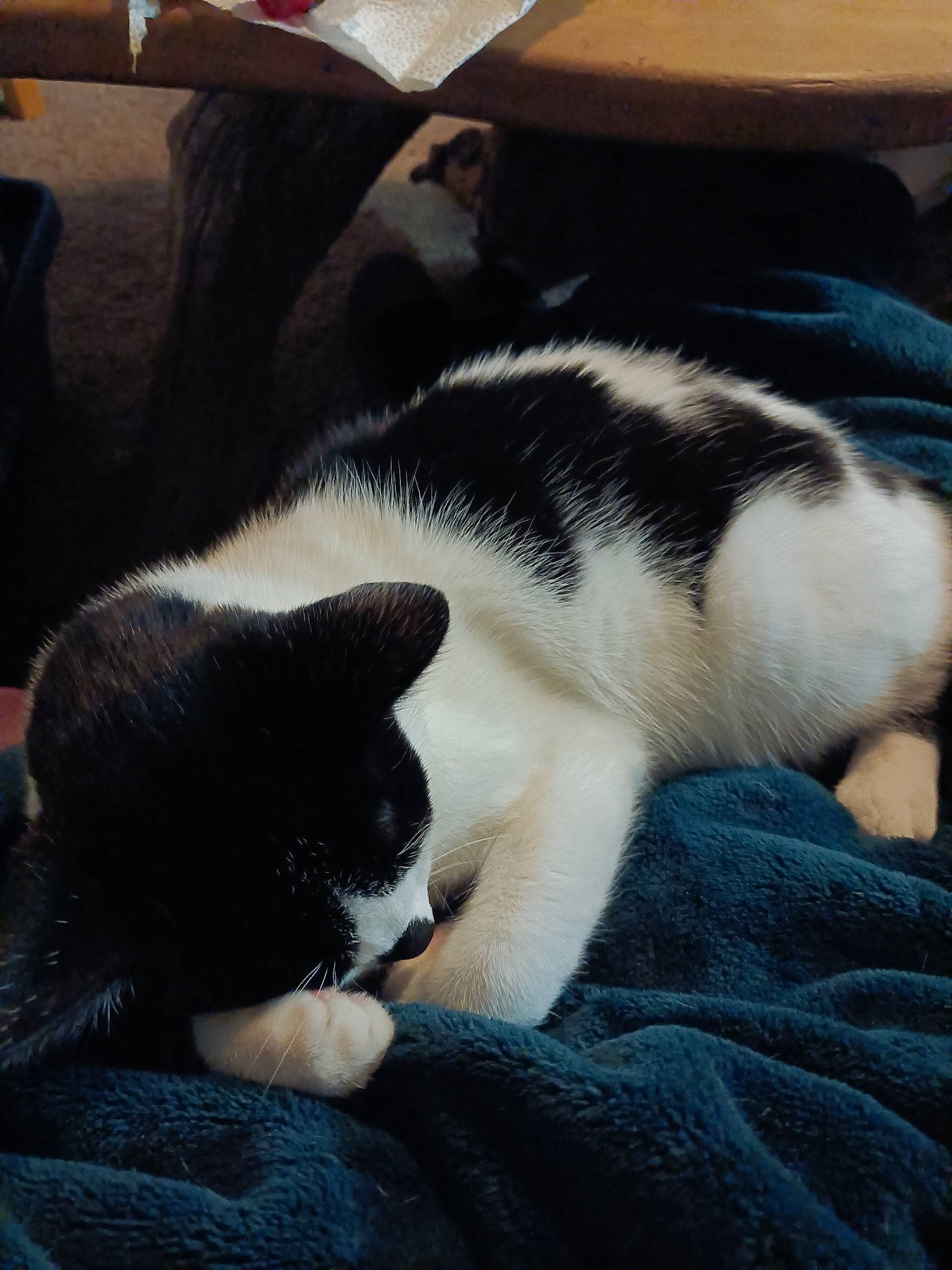 Mnm joined the competition — help win amazing prizes! bored, carnivore, cat, comfort, companion_dog, dog_breed, domestic_short_haired_cat, felidae, fur, grey, nap, paw, sleep, small_to_medium_sized_cats, snout, tail, whiskers