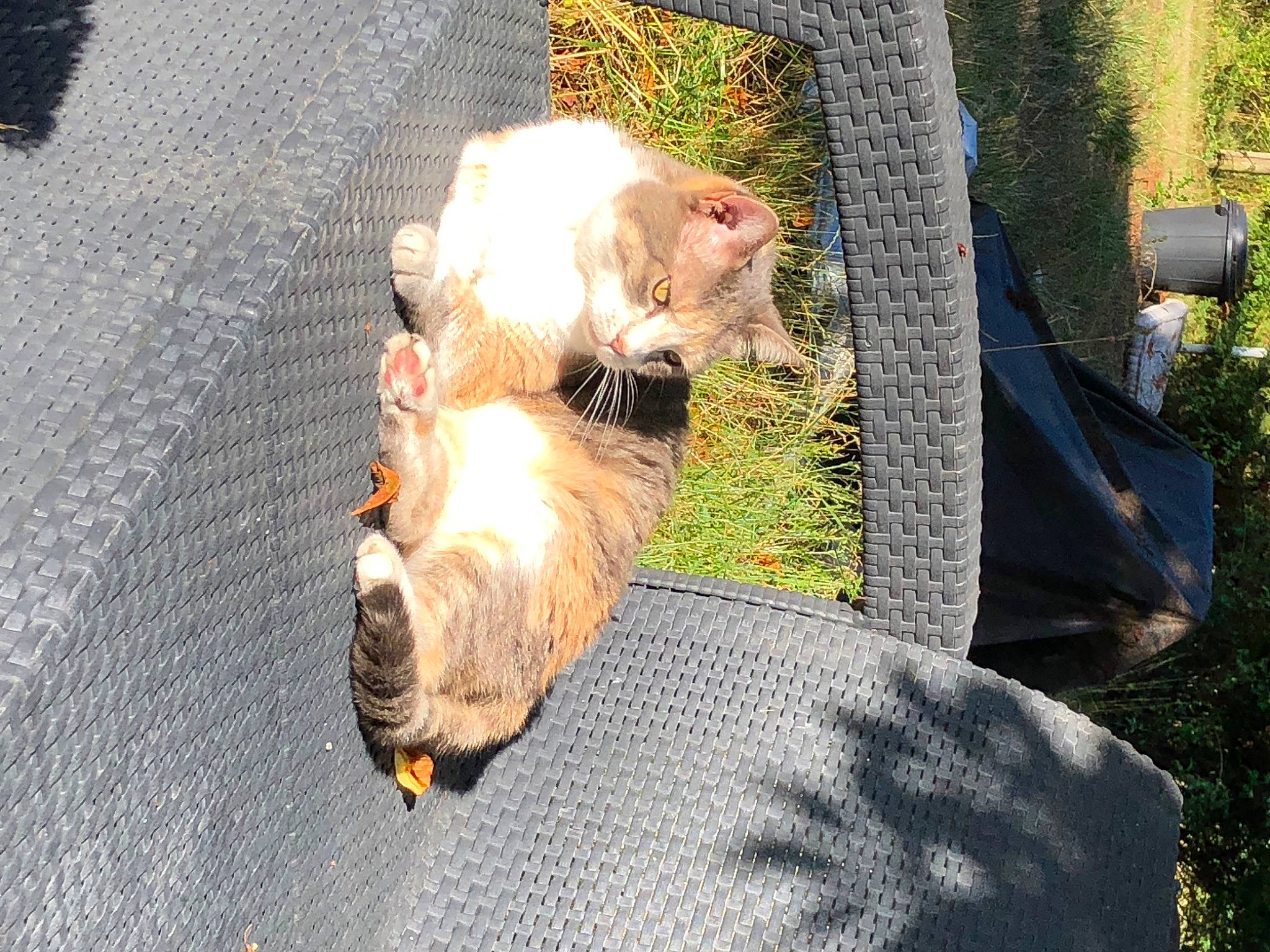 Ziva participe au concours pour gagner de l'argent avec cette photo : asphalt, canidae, carnivore, companion_dog, dog_breed, fawn, felidae, fur, grass, plant, road_surface, sidewalk, sitting, small_to_medium_sized_cats, sporting_group, squirrel, tail, terrestrial_animal, tree, whiskers