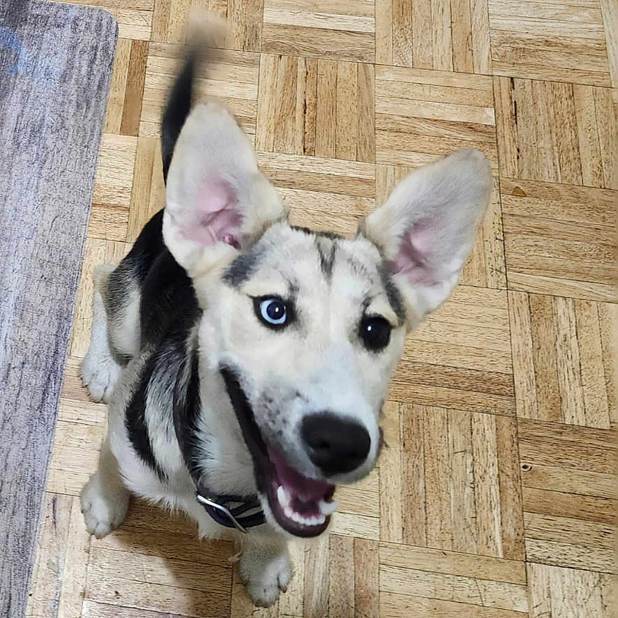 Luna is registered to the contest to win money with this photo: black_and_white, canine, collar, dog, domestic_animal, ears_up, flooring, happy, heterochromia, indoor, looking_up, parquet, pet, playful, puppy, rug, shoe, tail_wagging, wooden_floor, young_dog