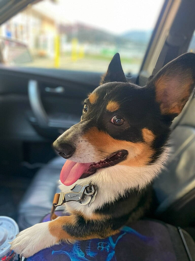 Baxter is registered to the contest to win money with this photo: accessories, alloywheel, animal, bodypart, canine, car, carwheel, dog, face, head, hound, husky, mouth, person, pet, photography, portrait, puppy, transportation, vehicle