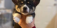 Baxter joined the competition — help win amazing prizes! animal, bodypart, bulldog, canine, cat, dog, face, finger, hand, head, hound, husky, indoors, interiordesign, person, pet, photography, portrait, puppy, snout