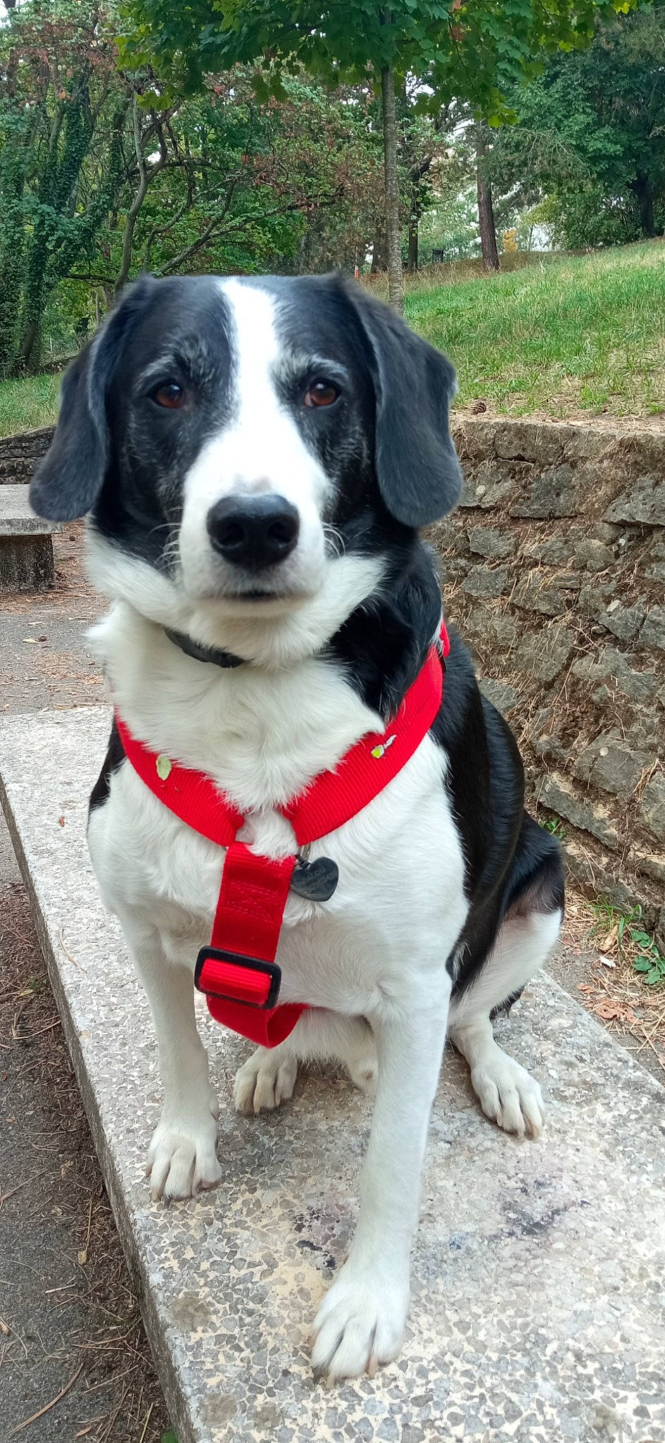 Balou