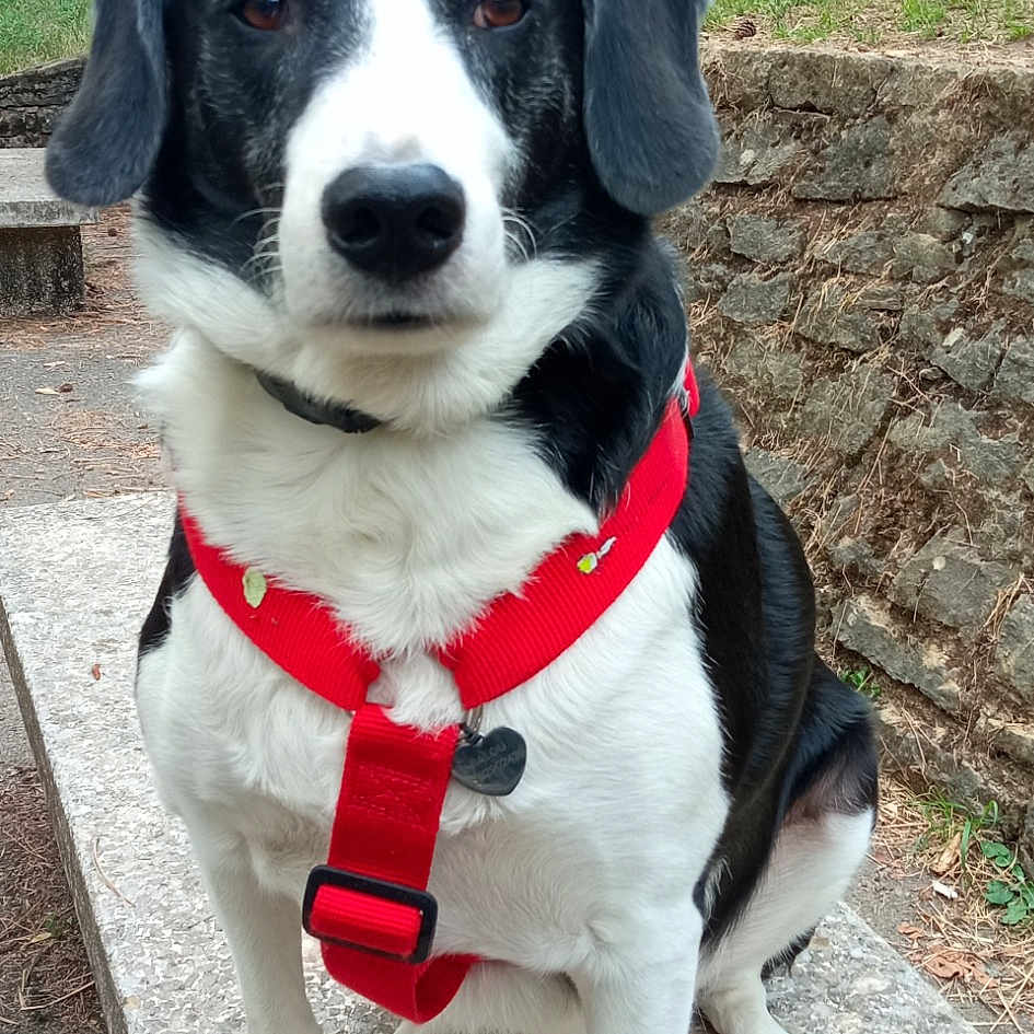 Balou
