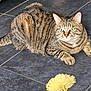 cat, tabby_cat, pet, animal, feline, indoor, floor, toy, yellow_toy, striped, whiskers, ears, tail, paws, alert, domestic_cat, cute, playful, lying_down, close_up
