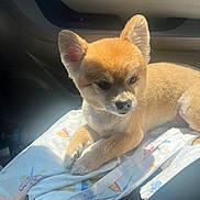 Romeo joined the competition — help win amazing prizes! animal_face, calm, car_interior, companion, cozy, cute, dog, domestic_animal, ears, fabric, fur, groomed, indoor, patterned_cloth, pet, resting, seat, small_dog, sunlight, window_light