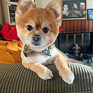 Romeo joined the competition — help win amazing prizes! animal, bow_tie, couch, cozy, cute, decor, dog, ears, face, fur, furry, home, indoor, living_room, looking_at_camera, paw, pet, portrait, relaxed, small_dog