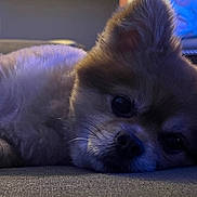 Romeo is registered to the contest to win money with this photo: dog, pet, fluffy, lying_down, couch, indoor, closeup, face, fur, relaxed, animal, mammal, whiskers, nose, ear, soft_light, home, resting, cute, companion
