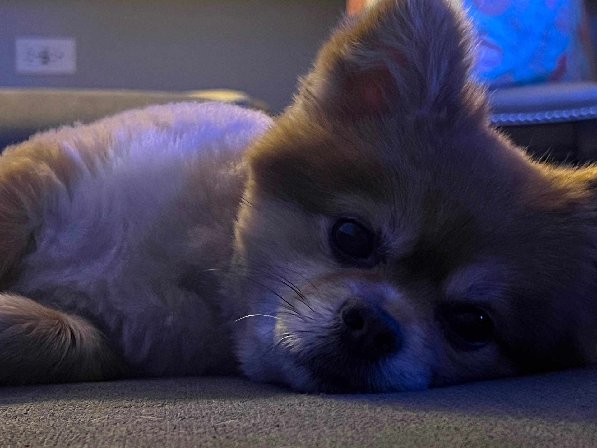 Romeo is registered to the contest to win money with this photo: dog, pet, fluffy, lying_down, couch, indoor, closeup, face, fur, relaxed, animal, mammal, whiskers, nose, ear, soft_light, home, resting, cute, companion