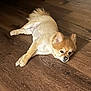 animal, brown, canine, companion, cute, dog, domestic_animal, flooring, fluffy, fur, groomed, indoor, lying_down, paw, pet, relaxed, resting, small_dog, tan, wooden_floor
