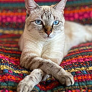Simone participe au concours pour gagner de l'argent avec cette photo : animal, blue_eyes, cat, closeup, colorful, crossed_legs, cute, domestic_animal, ears, feline, fur, indoor, paws, pet, portrait, quilt, relaxed, resting, texture, whiskers