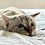 Simone participe au concours pour gagner de l'argent avec cette photo : animal, bed, blue_eyes, cat, close_up, cozy, curious, cute, domestic_cat, ears, feline, fur, indoor, lying_down, nose, pet, portrait, resting, soft_blanket, whiskers