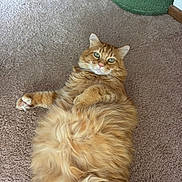 Aero is registered to the contest to win money with this photo: animal, carpet, cat, cozy, cute, domestic_cat, feline, fluffy, fur, green_eyes, home, indoor, lying_down, orange_tabby, pet, pink_nose, relaxed, resting, scratching_post, whiskers