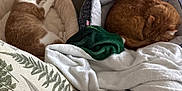 Aero is registered to the contest to win money with this photo: bed, blanket, carpet, cat, comfort, cozy, cushion, domestic_animal, feline, fur, home, indoor, nap, orange_cat, pet, pillow, relaxation, resting, sleeping, white_cat