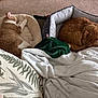bed, blanket, carpet, cat, comfort, cozy, cushion, domestic_animal, feline, fur, home, indoor, nap, orange_cat, pet, pillow, relaxation, resting, sleeping, white_cat