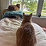 Aero joined the competition — help win amazing prizes! animal, back_view, blanket, cat, cozy, daylight, feline, fur, greenery, home, indoor, knitted, perch, pet, quiet, relaxing, resting, suburban, tree, window
