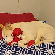 Nyla joined the competition — help win amazing prizes! dog, sleeping, bed, pillow, stuffed_toy, red, white, blue, blanket, indoor, resting, cozy, pet, canine, fur, animal, comfort, cute, relaxed, home