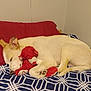 dog, sleeping, bed, pillow, stuffed_toy, red, white, blue, blanket, indoor, resting, cozy, pet, canine, fur, animal, comfort, cute, relaxed, home