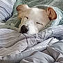 Nyla is registered to the contest to win money with this photo: dog, sleeping, blanket, cozy, bed, resting, fur, ears, pillow, comfort, indoor, nap, cute, relaxed, mammal, pet, animal, domestic, white, brown