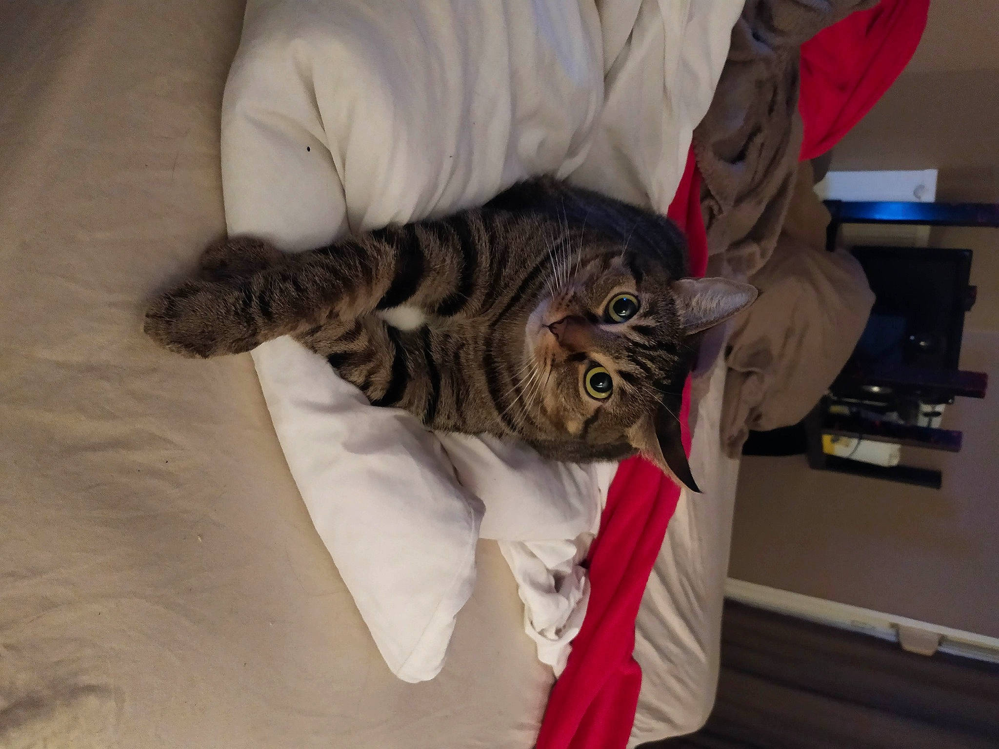 Missa a rejoint le concours — aidez-le/la à gagner de superbes lots ! carnivore, cat, claw, comfort, domestic_short_haired_cat, felidae, fur, natural_material, small_to_medium_sized_cats, tail, terrestrial_animal, whiskers, wrist