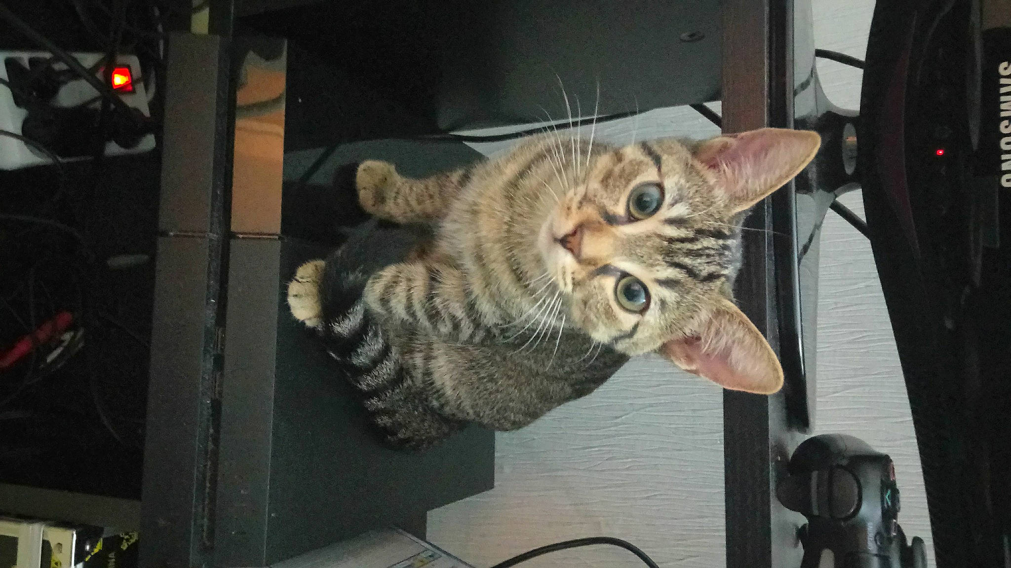 Missa a rejoint le concours — aidez-le/la à gagner de superbes lots ! carnivore, cat, claw, domestic_short_haired_cat, felidae, fur, paw, small_to_medium_sized_cats, snout, tail, whiskers